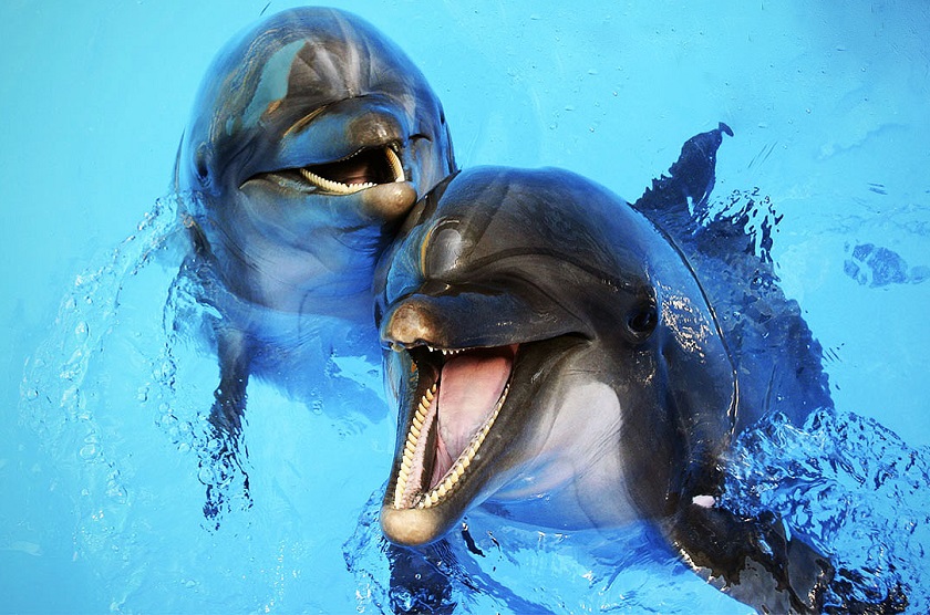 картинка дельфина